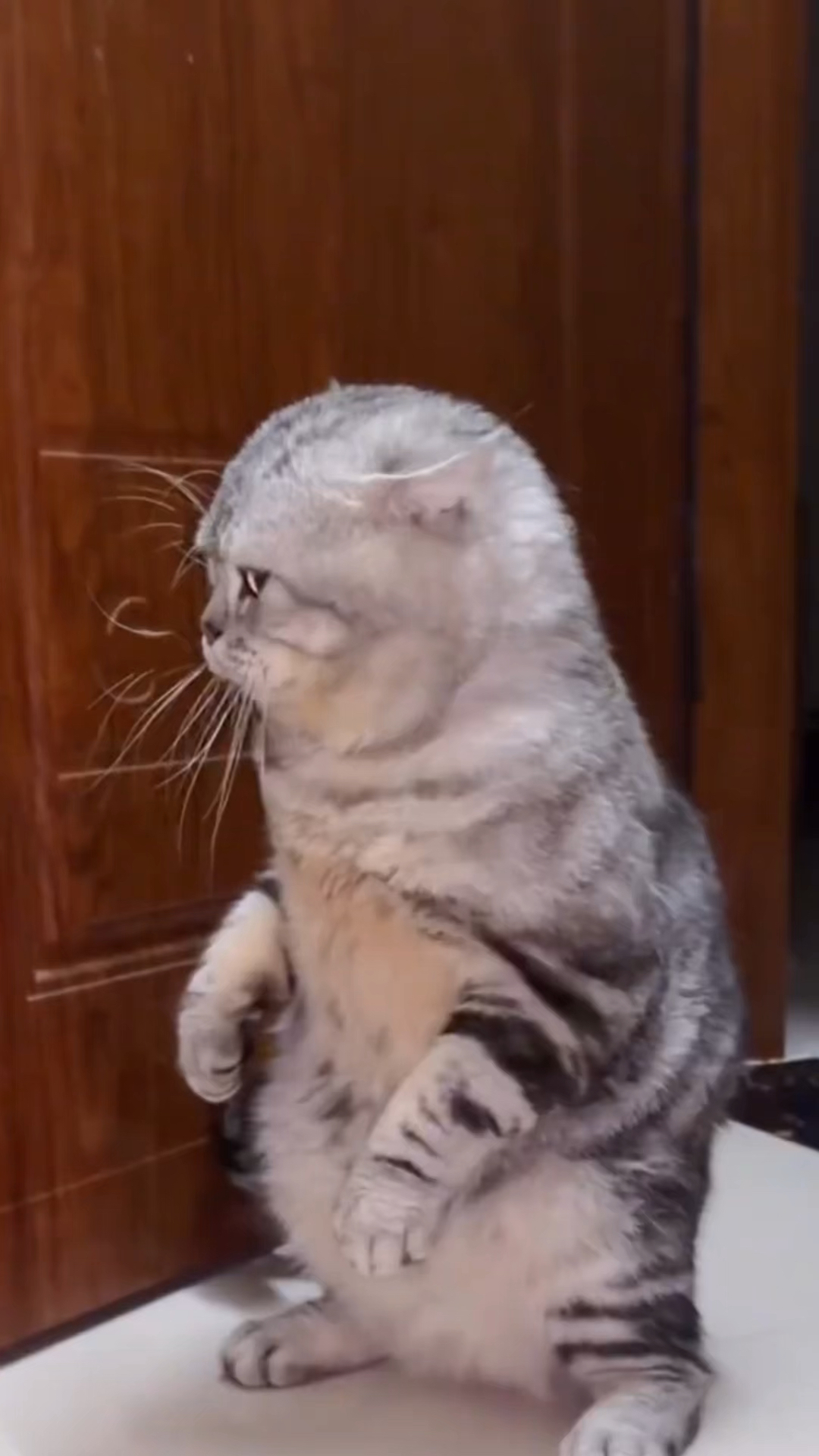 把人家欺负了还一脸不服气的样子,原创作者@鲨鱼辣椒...