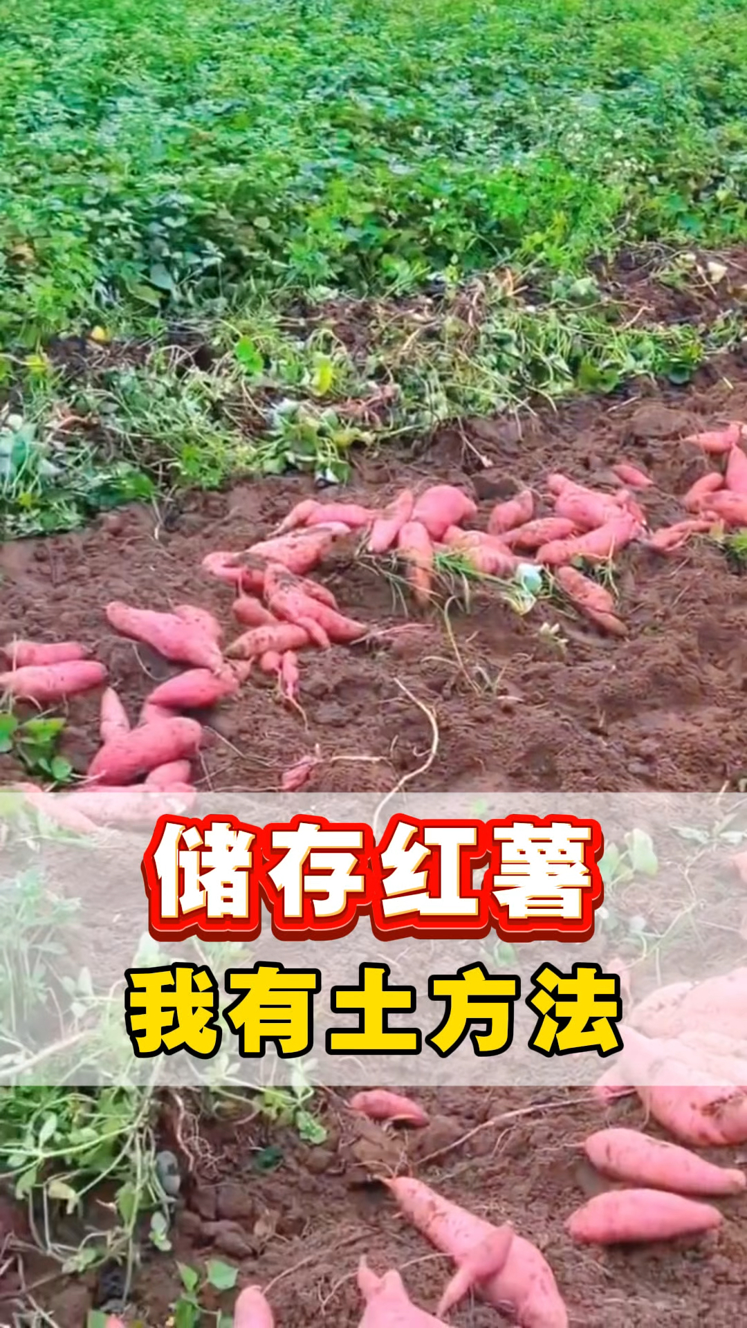 储存红薯有土方法,红薯储存小技巧,冬储菜的小技巧