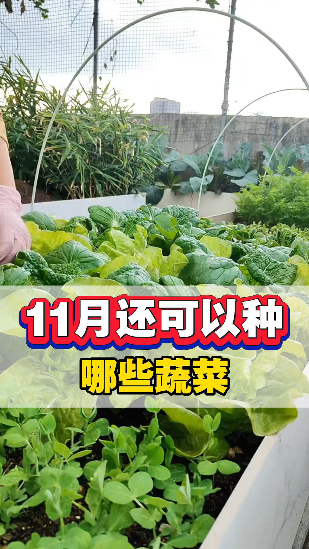 11月还可以做哪些蔬菜,蔬菜种植时间表,冬季蔬菜种植