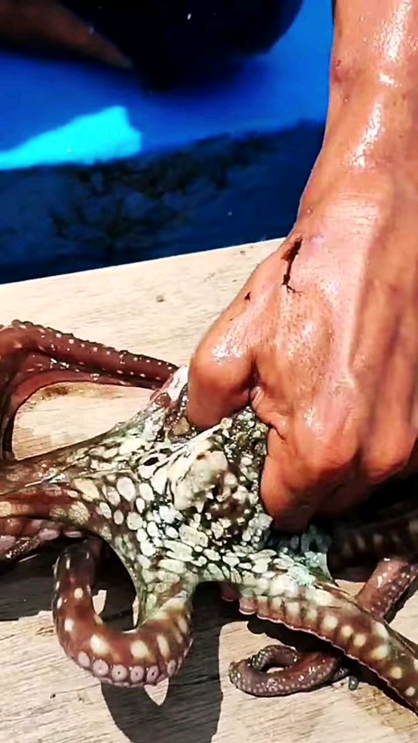 小伙用章鱼的触须来钓鱼,结果钓到一条四五斤的石斑鱼!