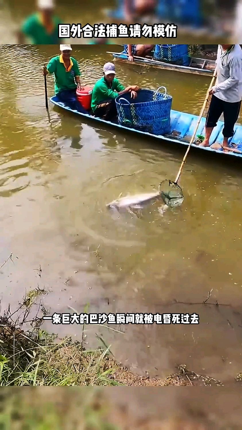 越南渔民为了捕鱼不讲武德,使用新能源路亚竿把鱼电昏死过去
