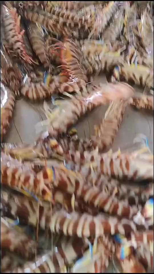鲜行港湛江竹节虾鲜活速冻超大海捕斑节虾天然海虾