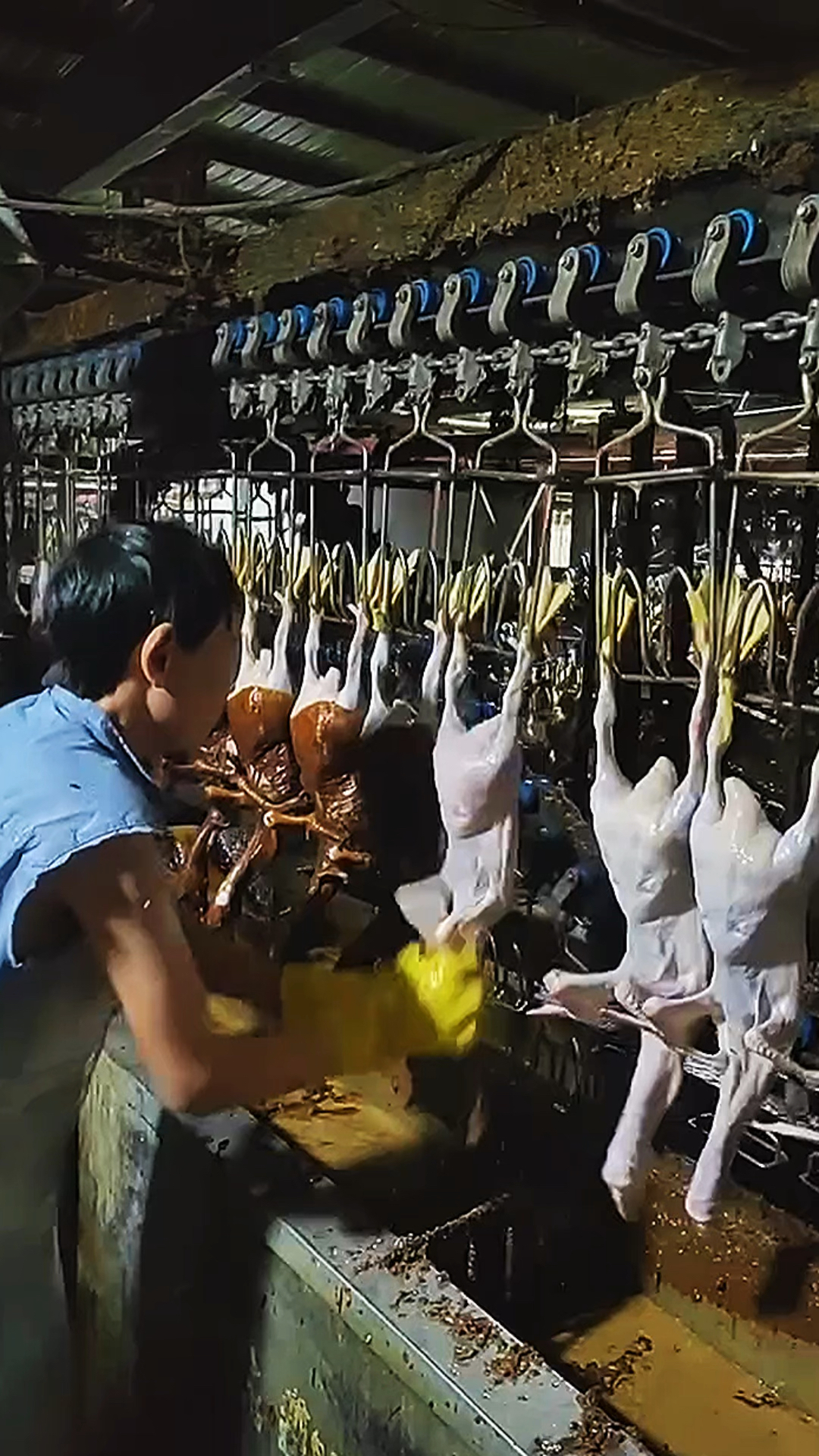 鸡鸭鹅流水线作业,用松香脱毛
