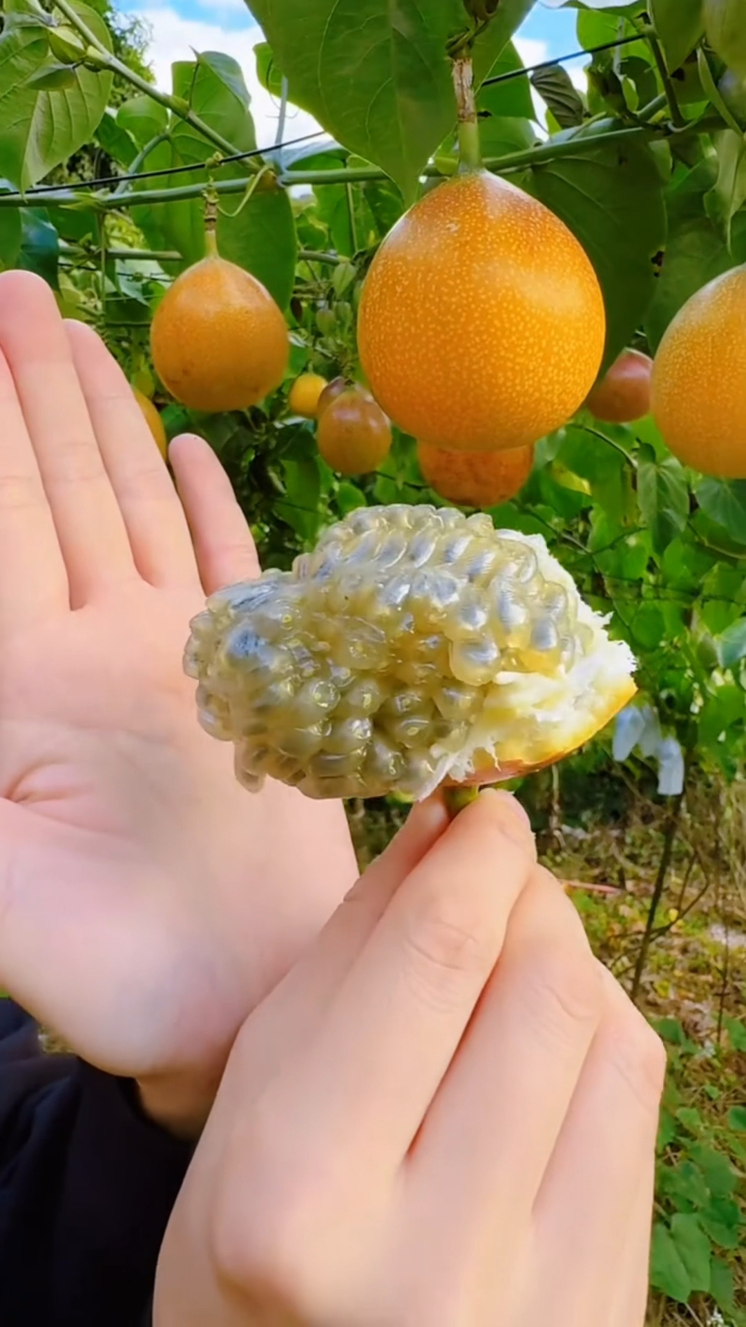 你一定没吃过比车厘子还贵,比榴莲还好吃的果子,它就是水果中的鱼子酱,热情果,好吃