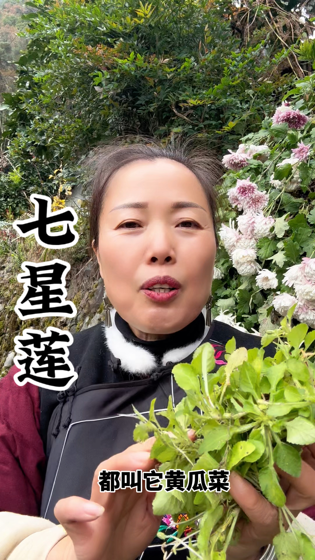 黄瓜菜也叫七星莲