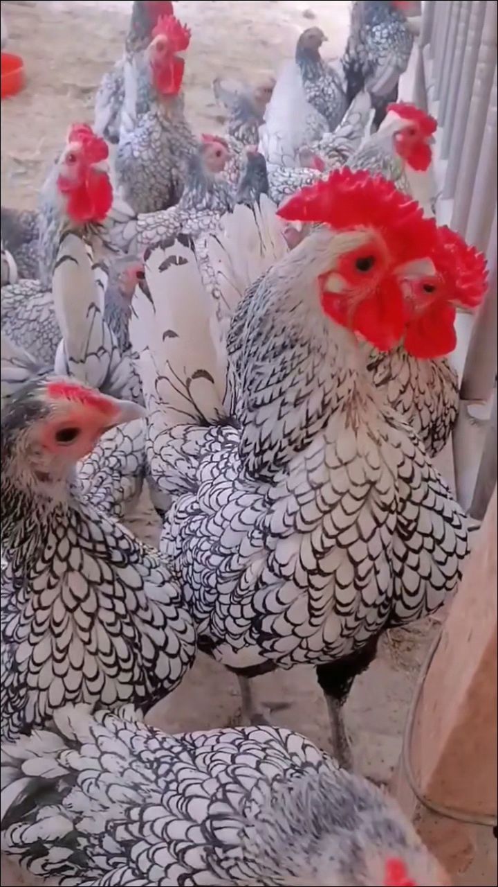 黑白花波兰鸡、鸡苗、种蛋