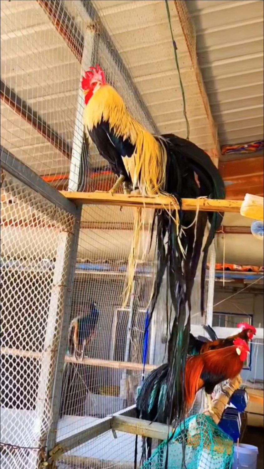 长尾观赏鸡、鸡苗、种蛋