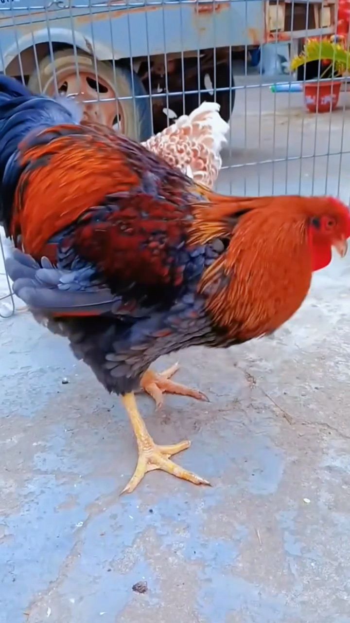 怀特鱼鳞观鸡鸡、鸡苗、受精种蛋