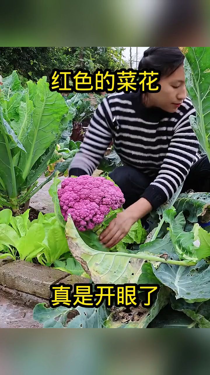 红色的菜花,真是开眼了!