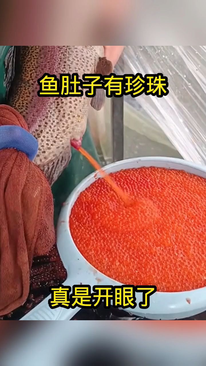 鱼肚子有珍珠,真是开眼了!