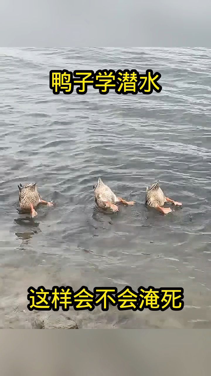 鸭子学潜水,这样会不会淹死!