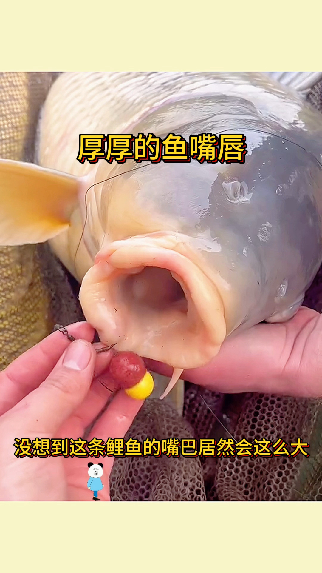 厚厚的鱼嘴唇,太有肉感了