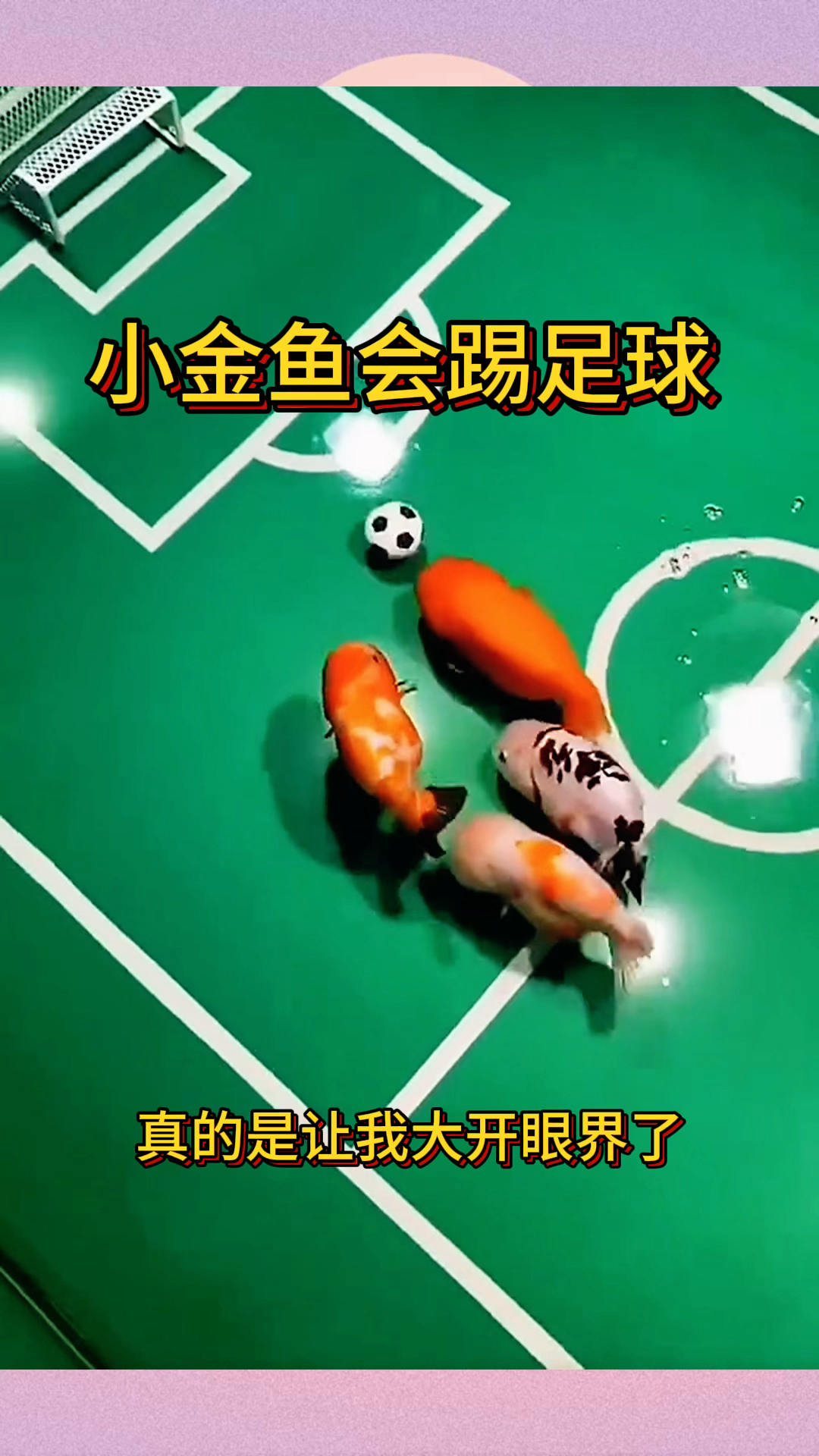 小金鱼踢足球,精准的运到了球门