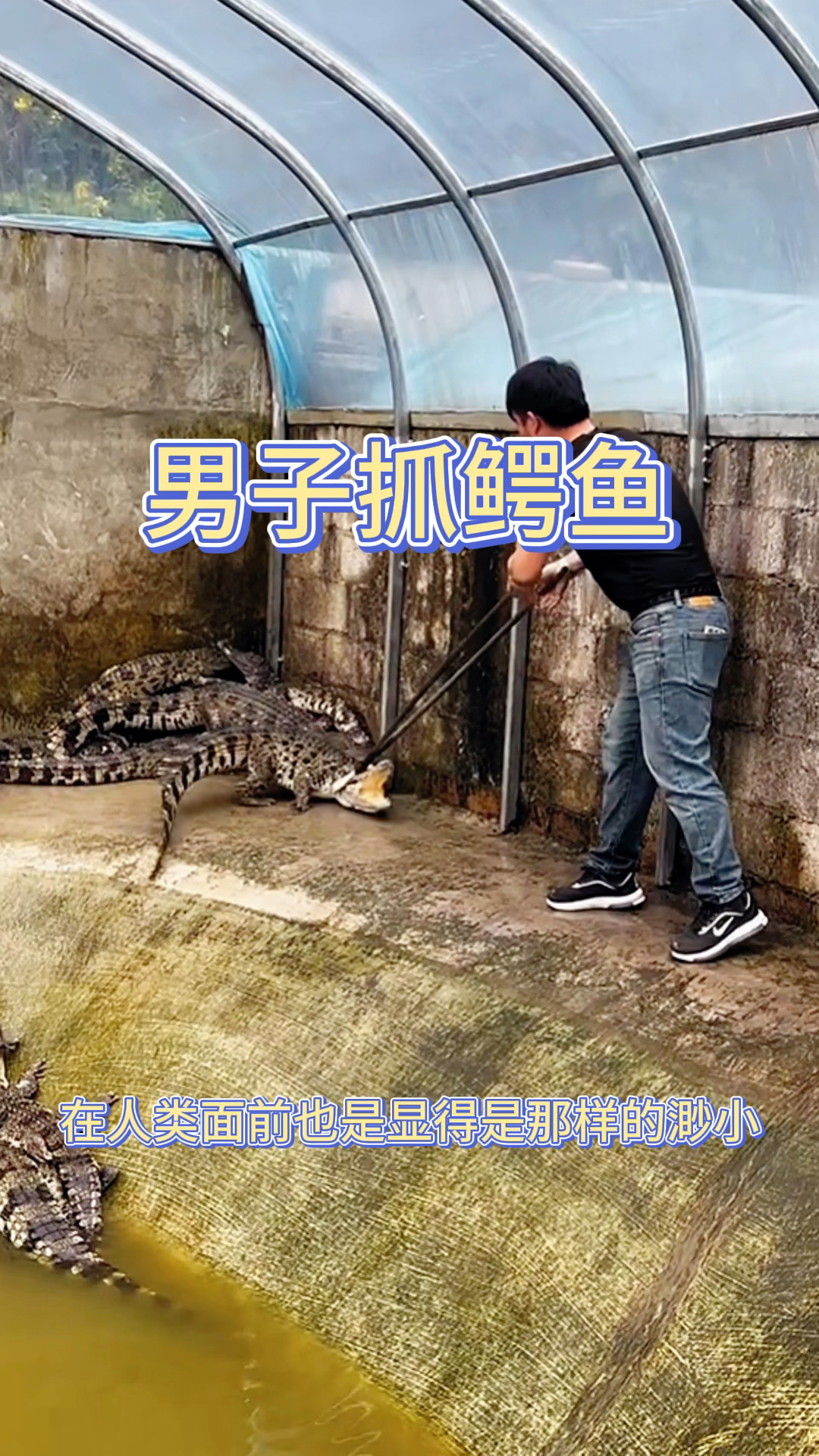 男子抓鳄鱼,居然利用一把钳子就把它拿捏了