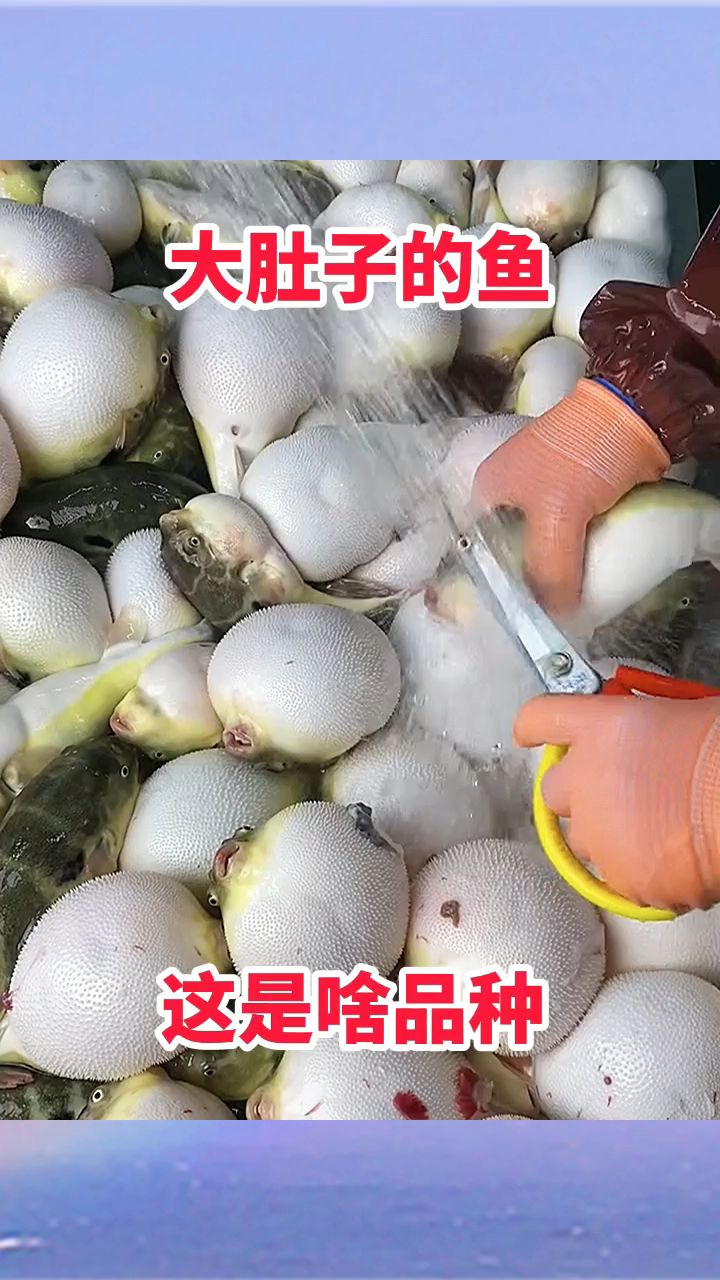 大肚子的鱼,这是啥品种!