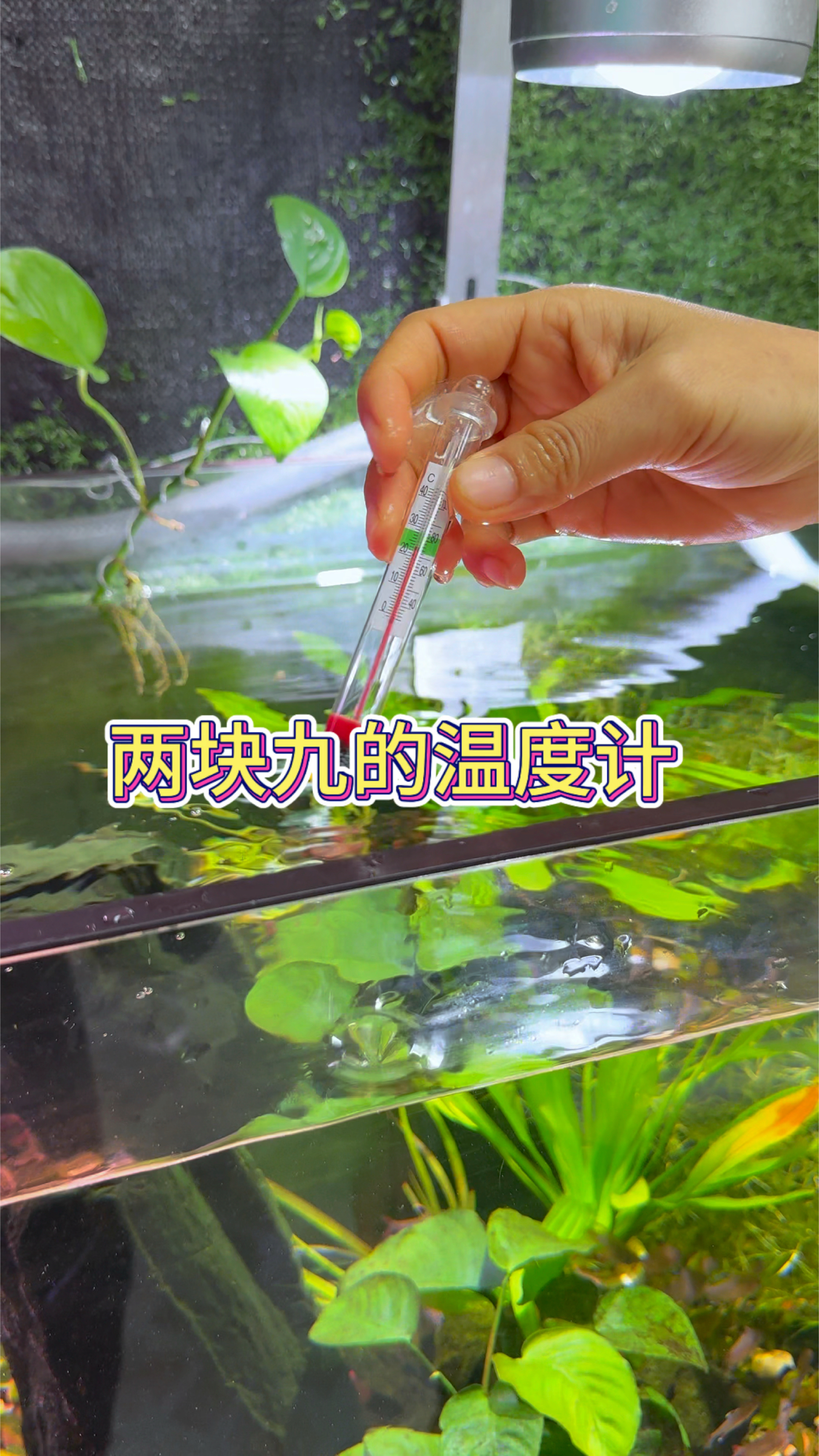 冬天鱼缸用加热棒就用一个这样的温度计 #水族 #观赏鱼 #养鱼日记
