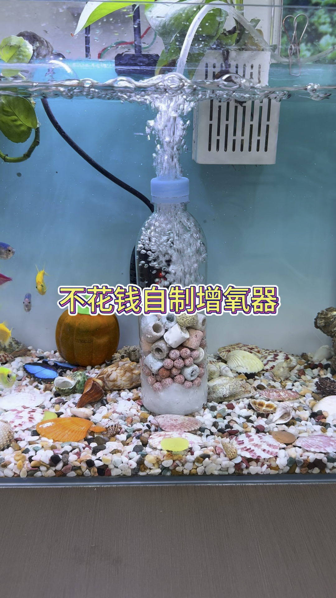 教你不花钱自制鱼缸增氧泵,还可以净化水质 #水族  #观赏鱼