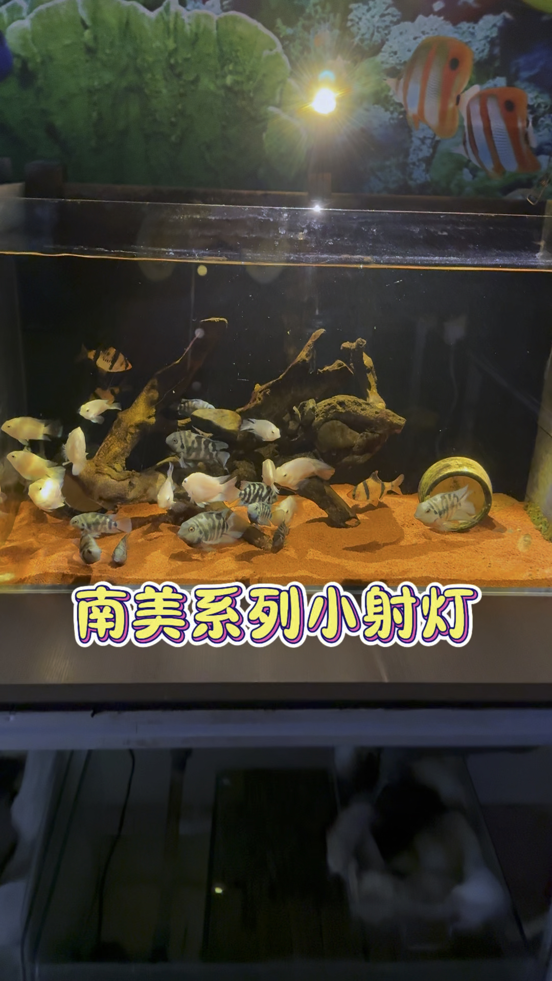 迷你小射灯改变鱼缸风格让你的鱼缸提高一个档次#水族 #观赏鱼