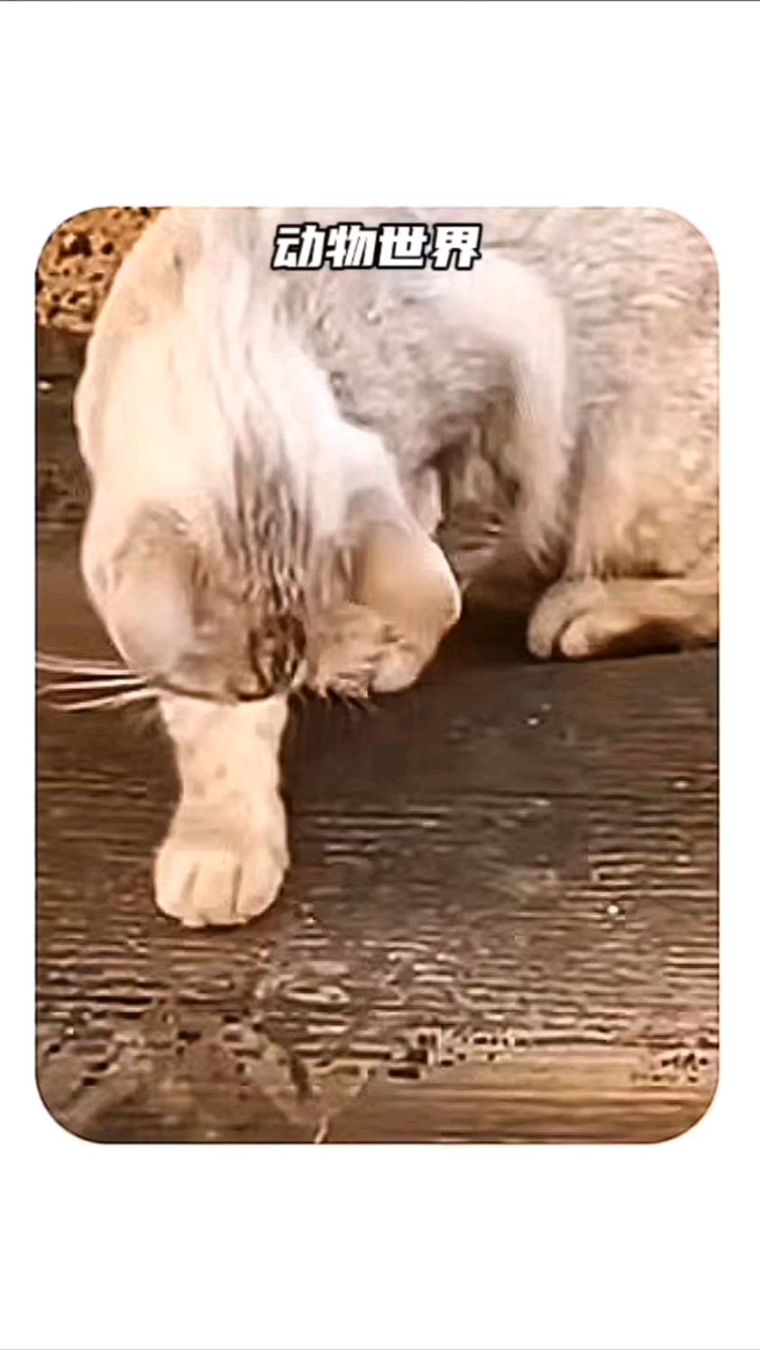 黄鼠狼给鸡拜年没安好心