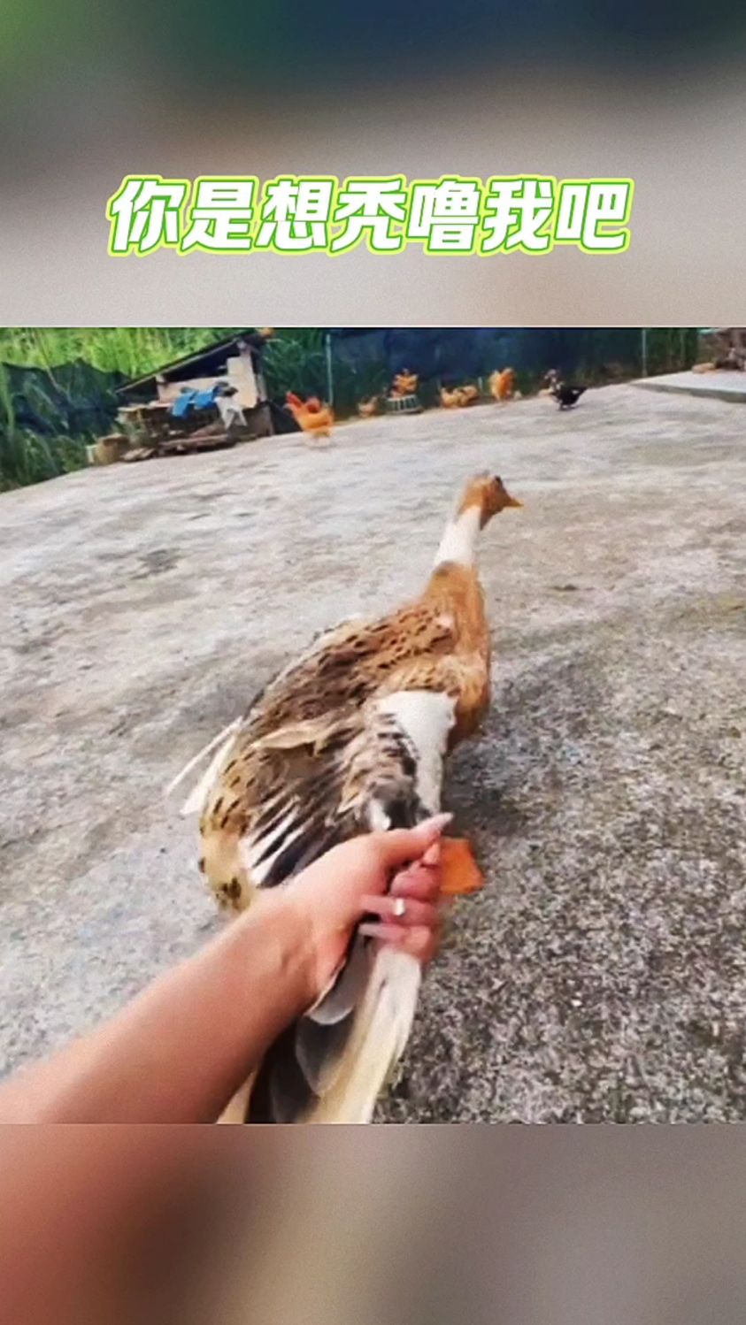 我看你是黄鼠狼给鸡拜年,没安好心!