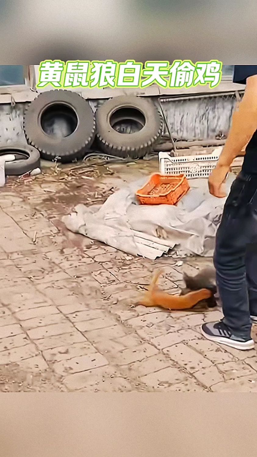 白天偷不成鸡,我晚上来偷!