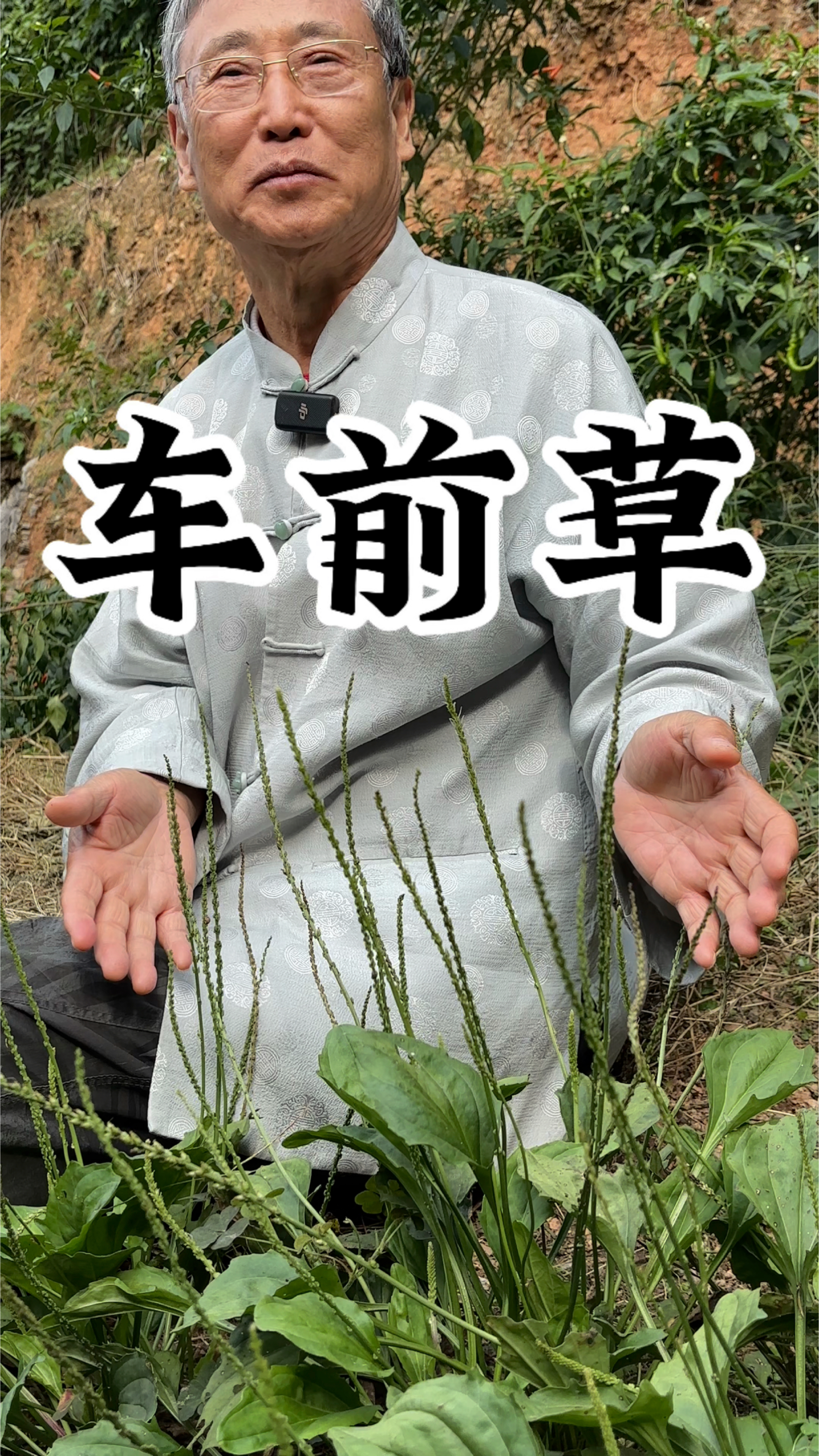 车前草:人踩车压的宝贝农村常见的植物,你一定要去了解它的不凡