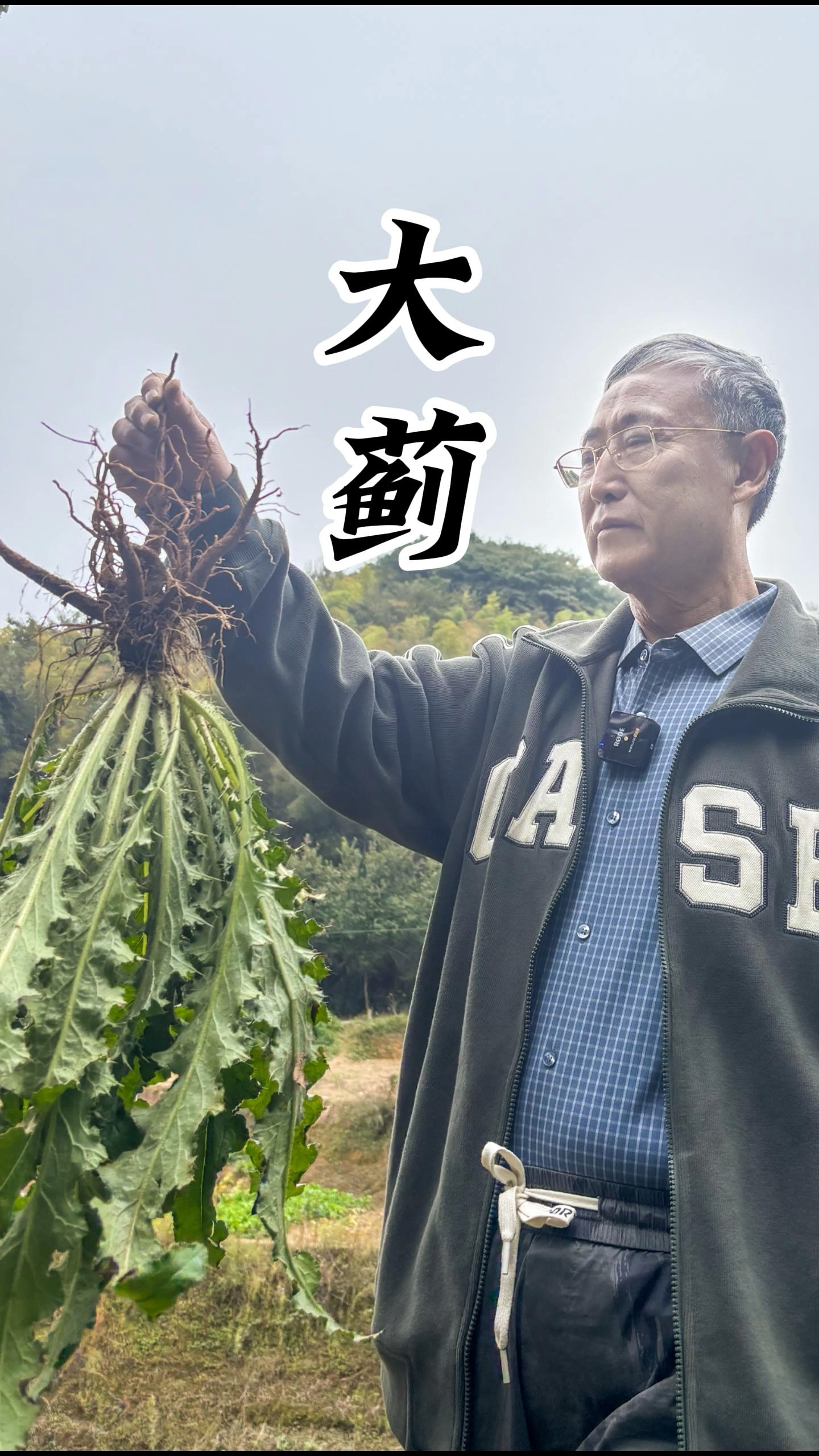 大蓟:浑身带刺,它曾拯救了一个国家,也有着不凡的本领