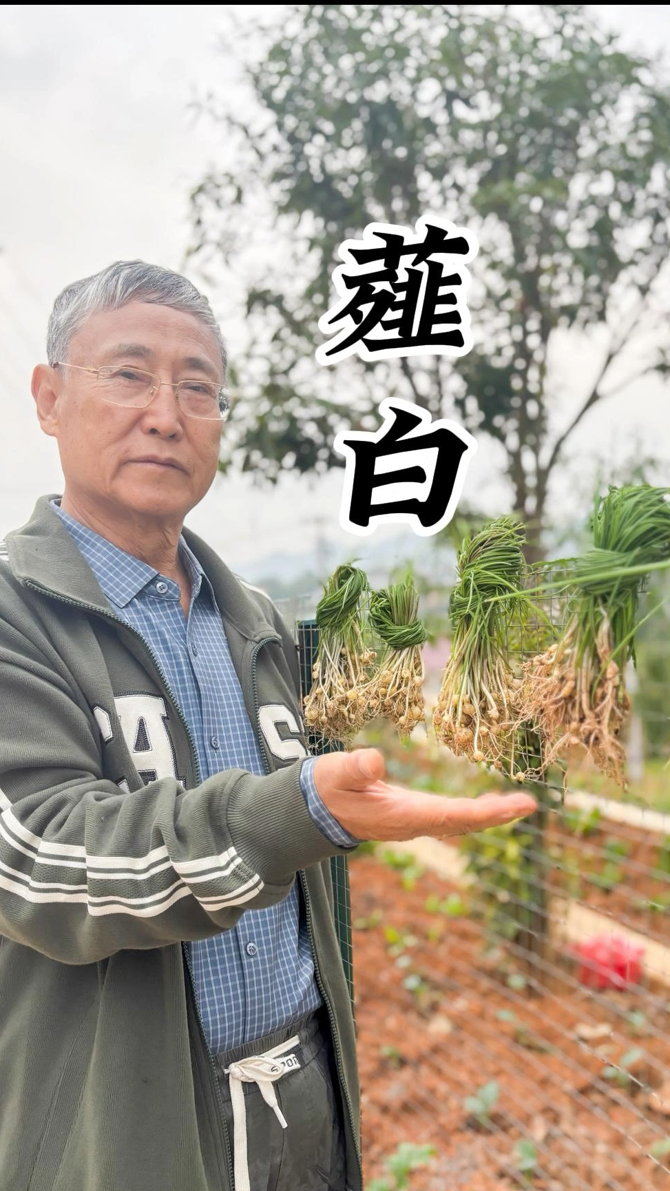 薤白:找到了会认错的本草,太像葱了,不过是菜中本草,也很好吃