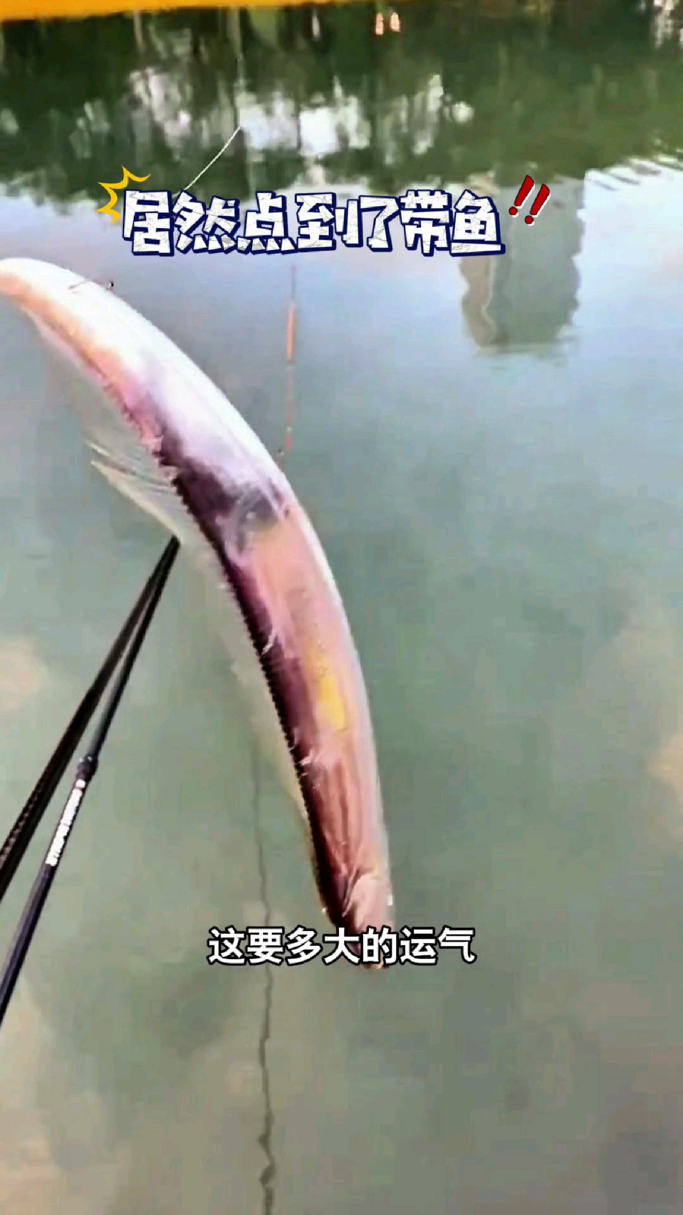这要多大的运气才能钓到带鱼啊?#我的钓鱼日记