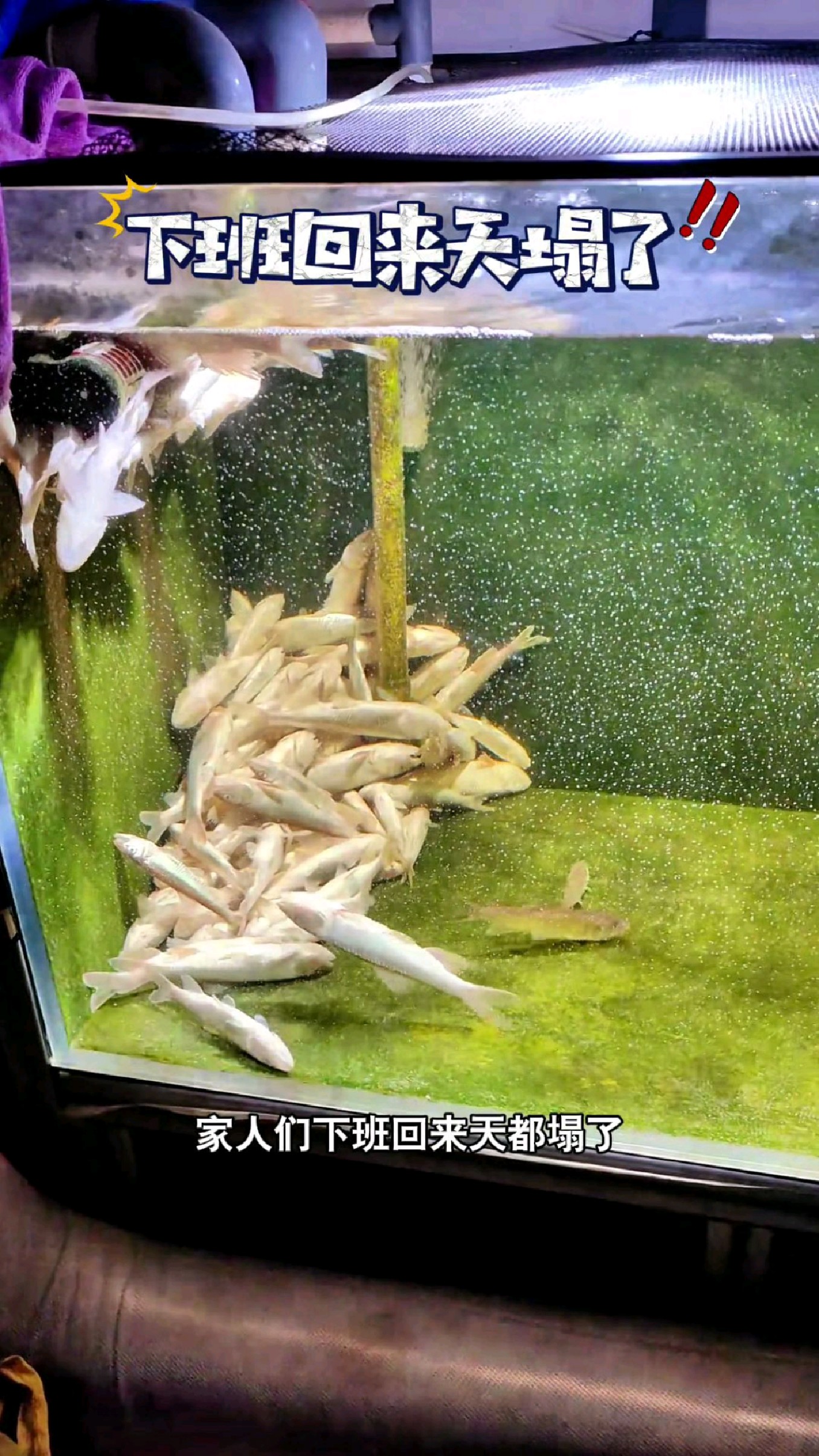 家人们,下班回来天都塌了啊#我的钓鱼日记 #钓鱼也能这么快乐