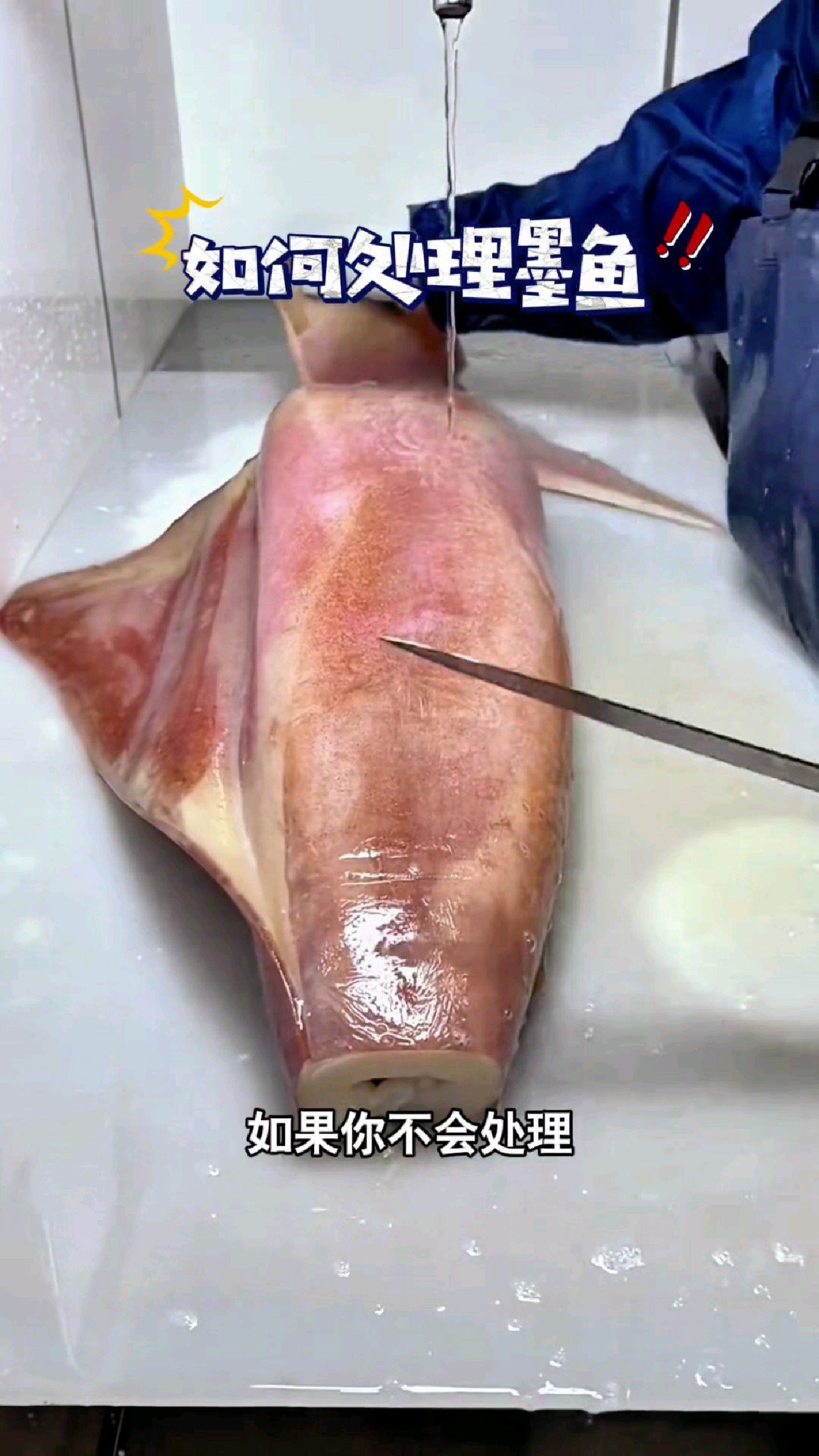 捞到超大的墨鱼,如果你不会处理那就真的暴殄天物了#我的钓鱼日记