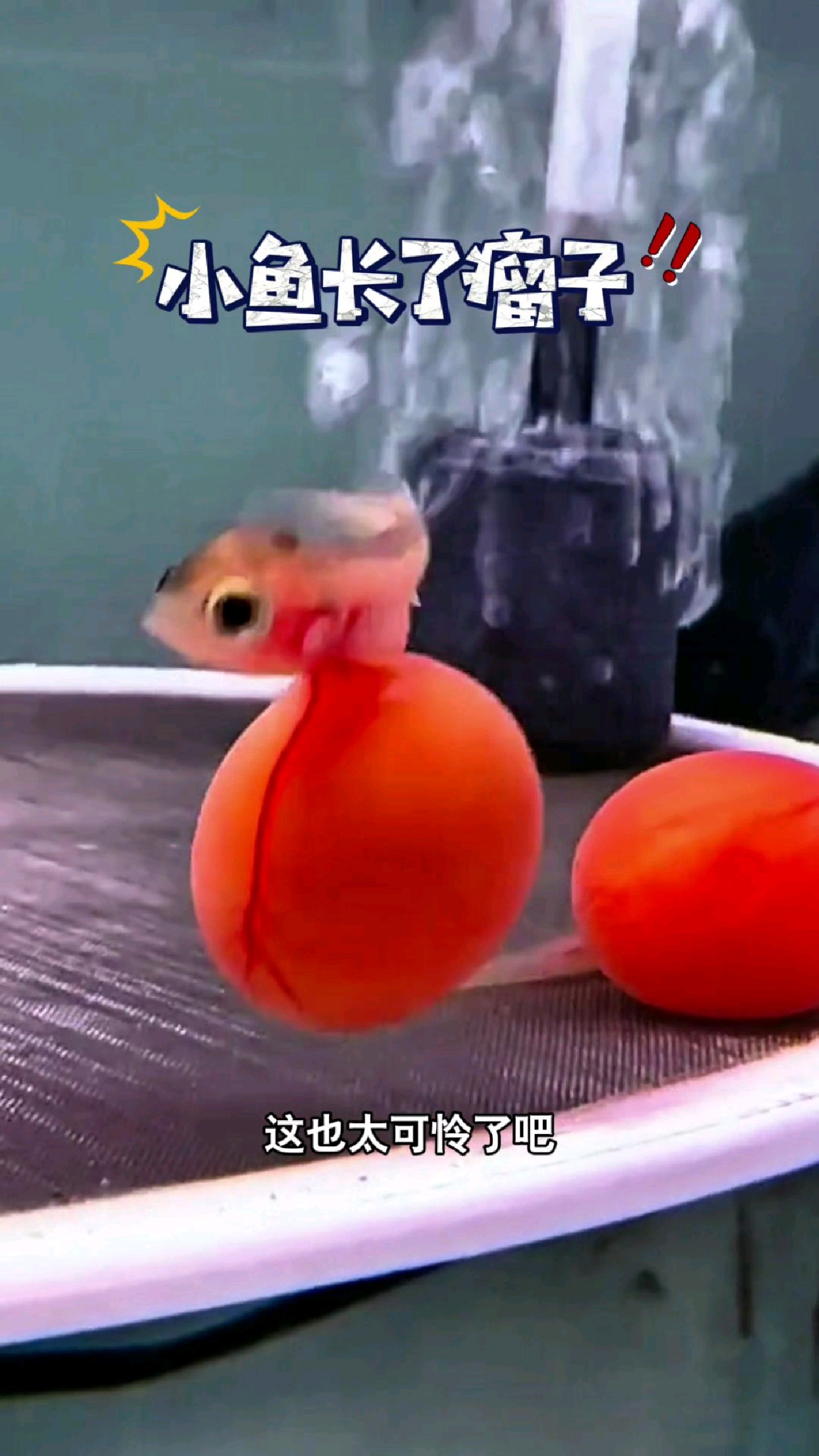 这么小的鱼却涨了一个这么大的瘤子#我的钓鱼日记