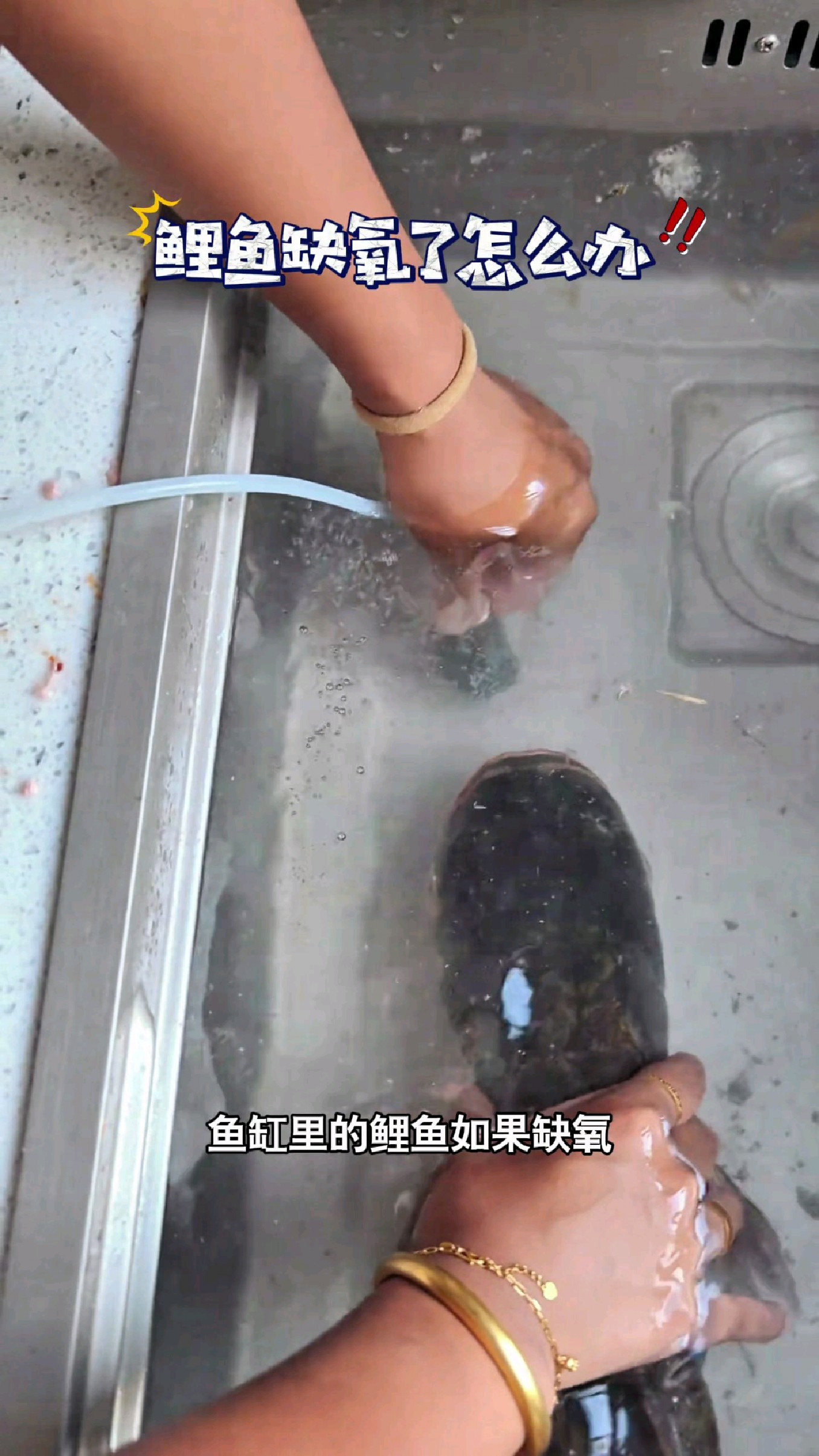 鱼缸里的鲤鱼如果缺氧,就用这种方法紧急救治#我的钓鱼日记