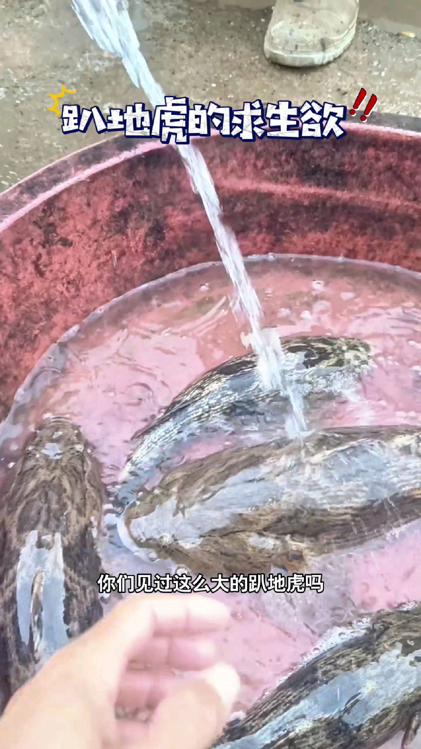 你们见过这么大的趴地虎吗?#我的钓鱼日记