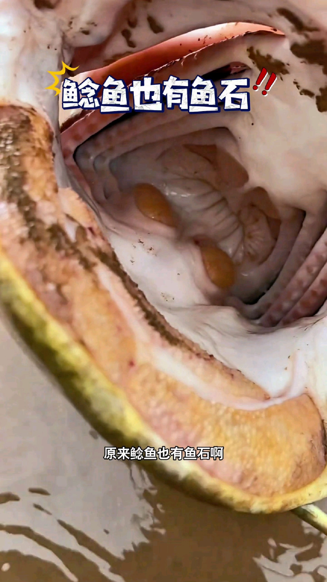 原来鲶鱼也有鱼石啊#我的钓鱼日记 #钓鱼也能这么快乐