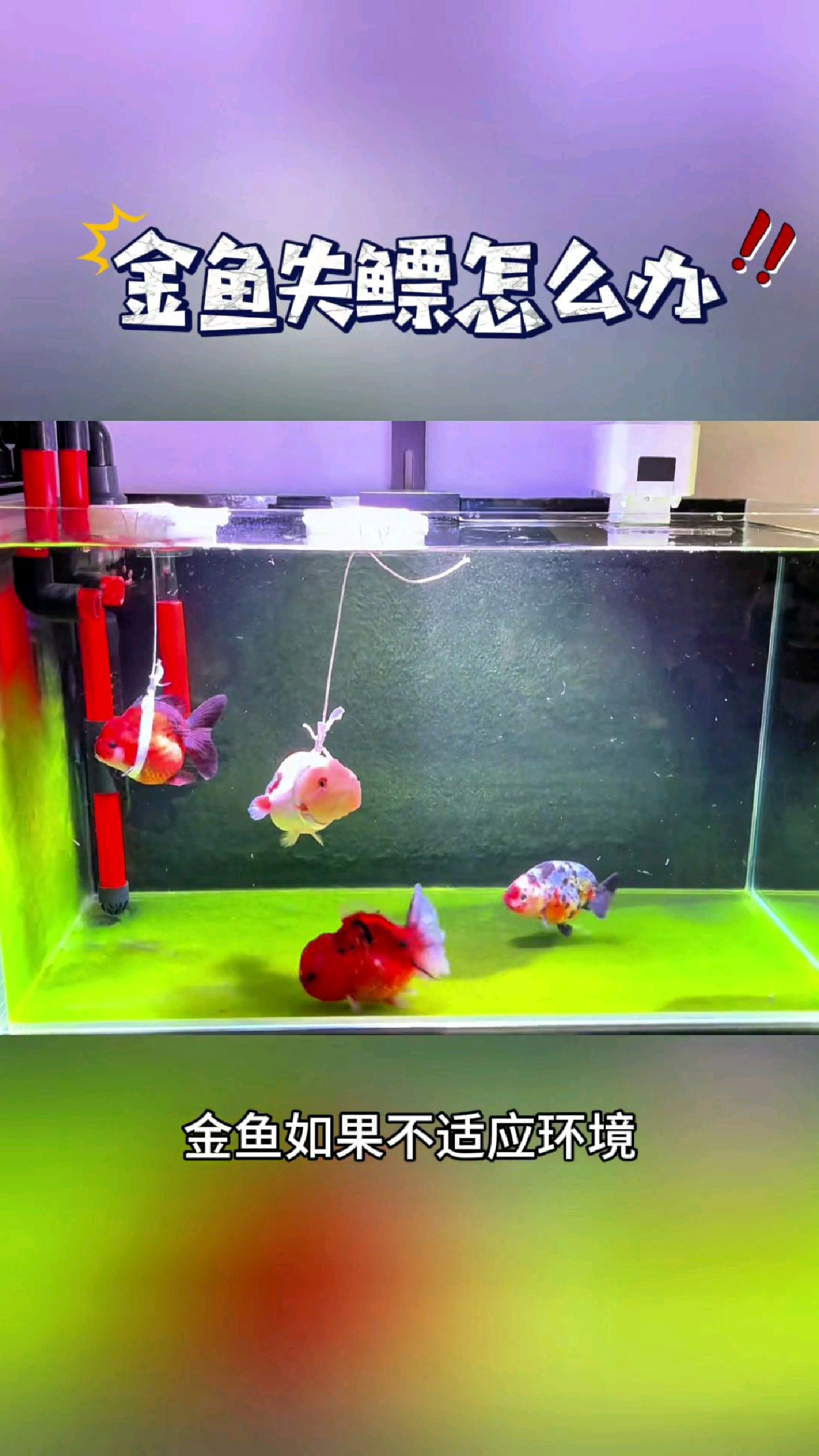 金鱼如果不适应环境突然失漂了#我的钓鱼日记 #钓鱼也能这么快乐