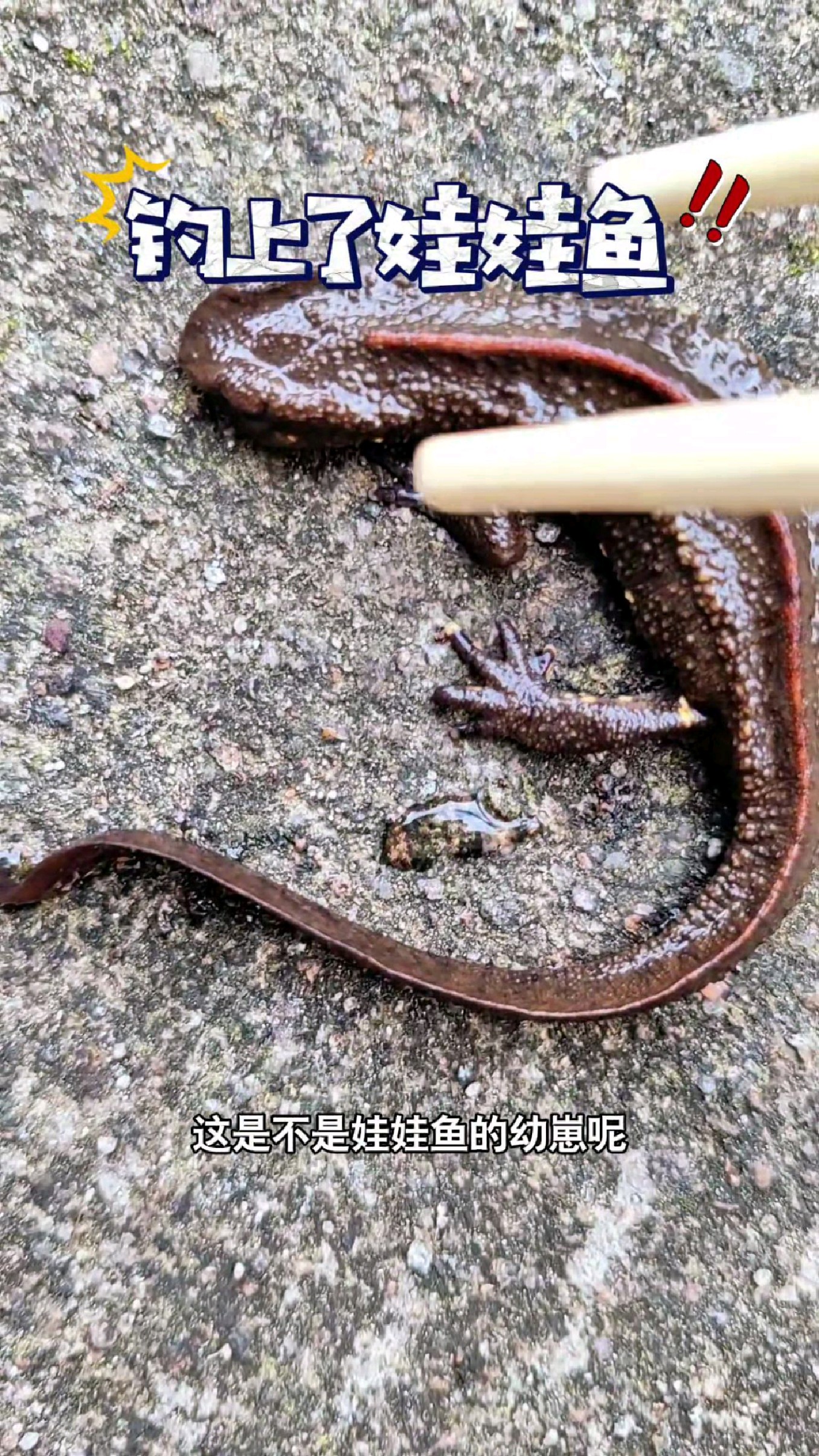 娃娃鱼的幼崽太可爱了