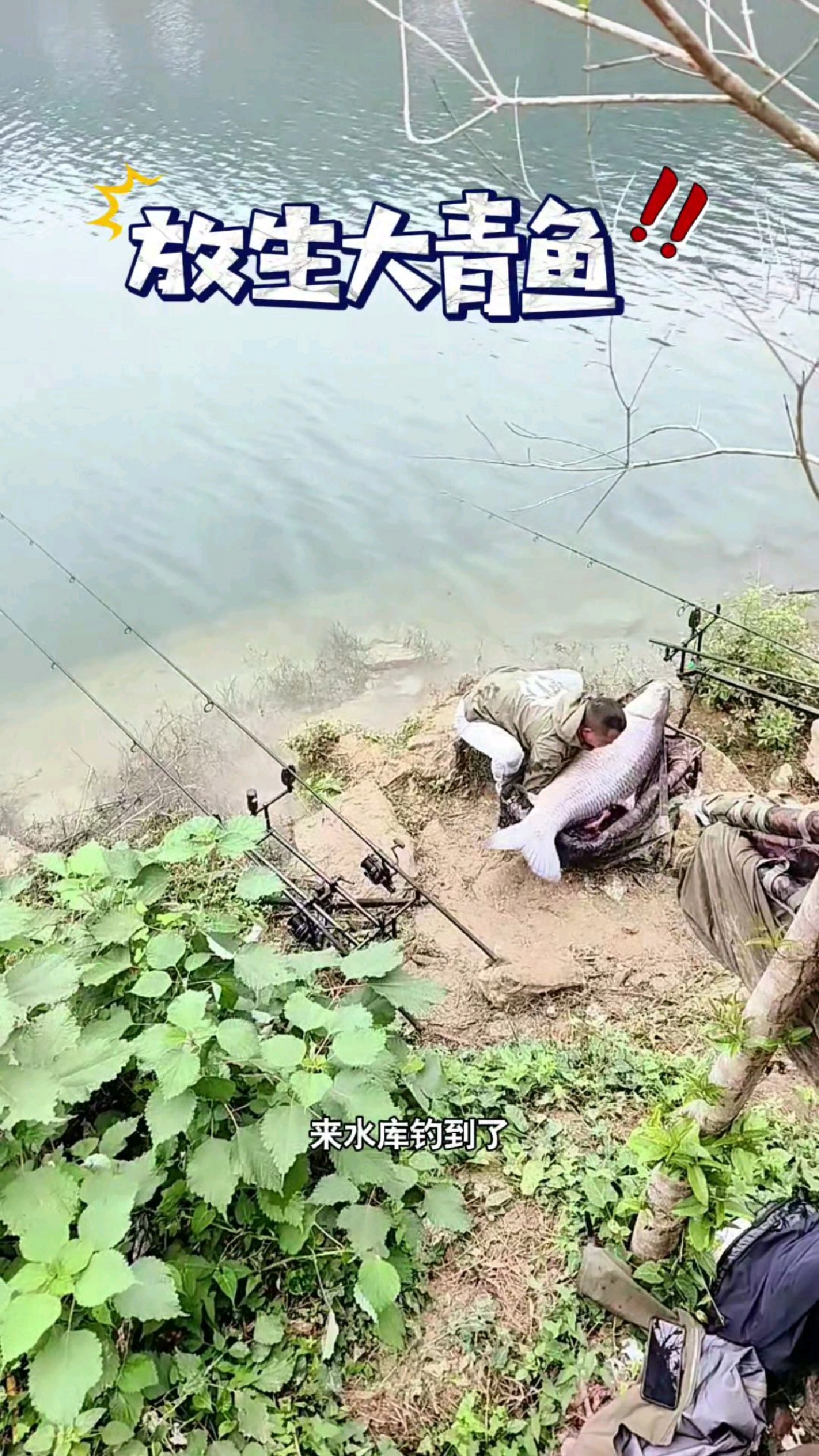 水库放生大青鱼。