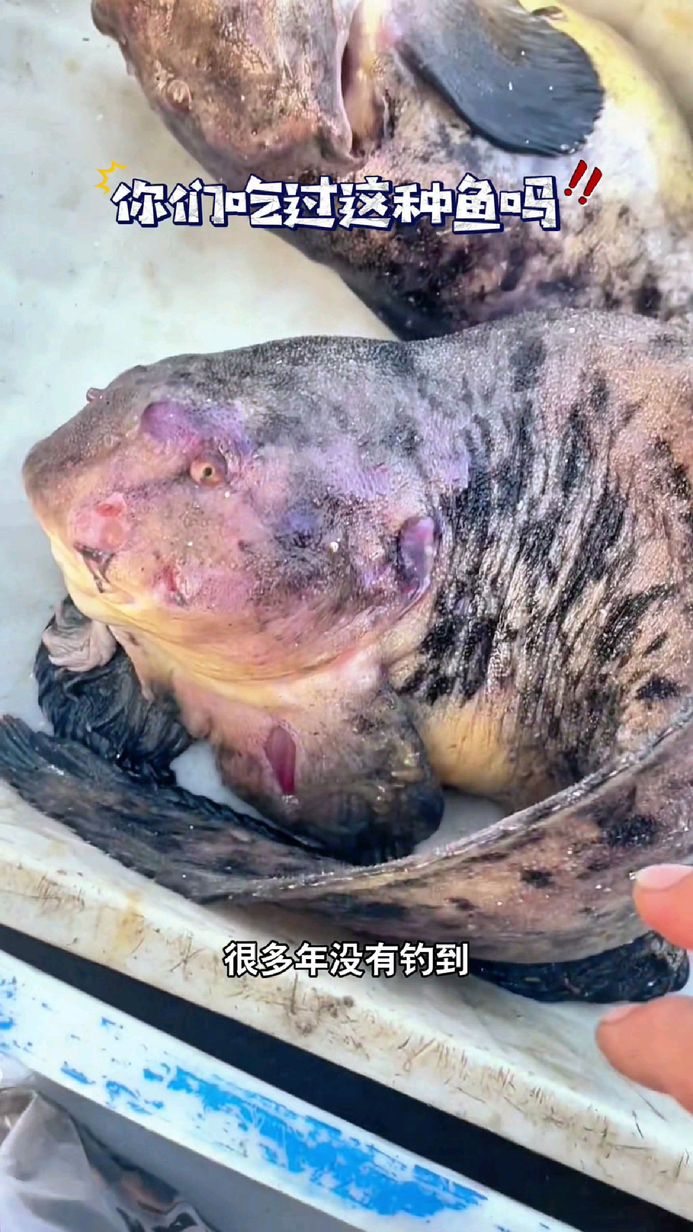 很多年没有钓到兔子鱼了,你们那里管它叫什么鱼呢#我的钓鱼日记