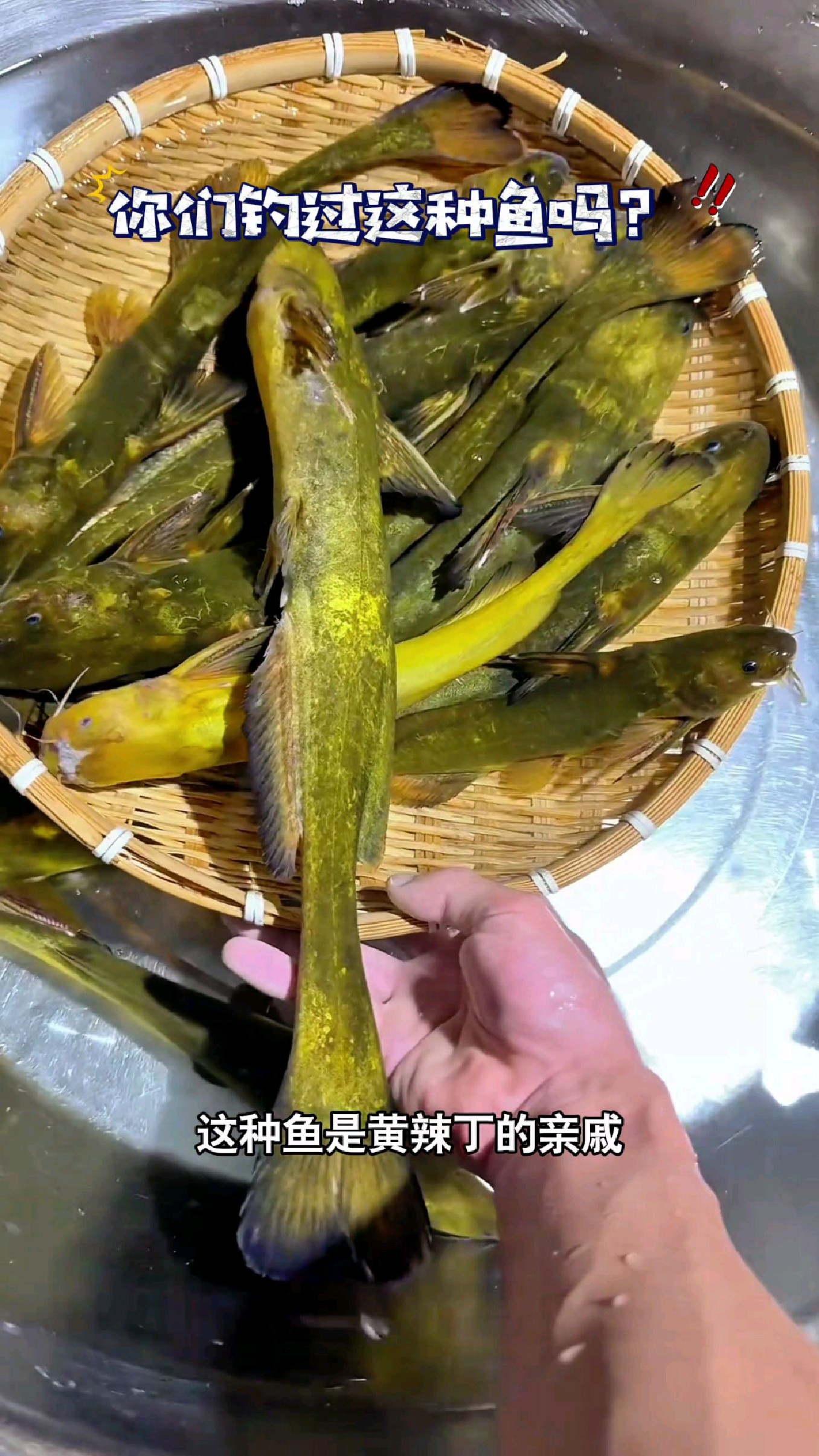 这种鱼是黄辣丁和柴鱼杂交出来的#我的钓鱼日记