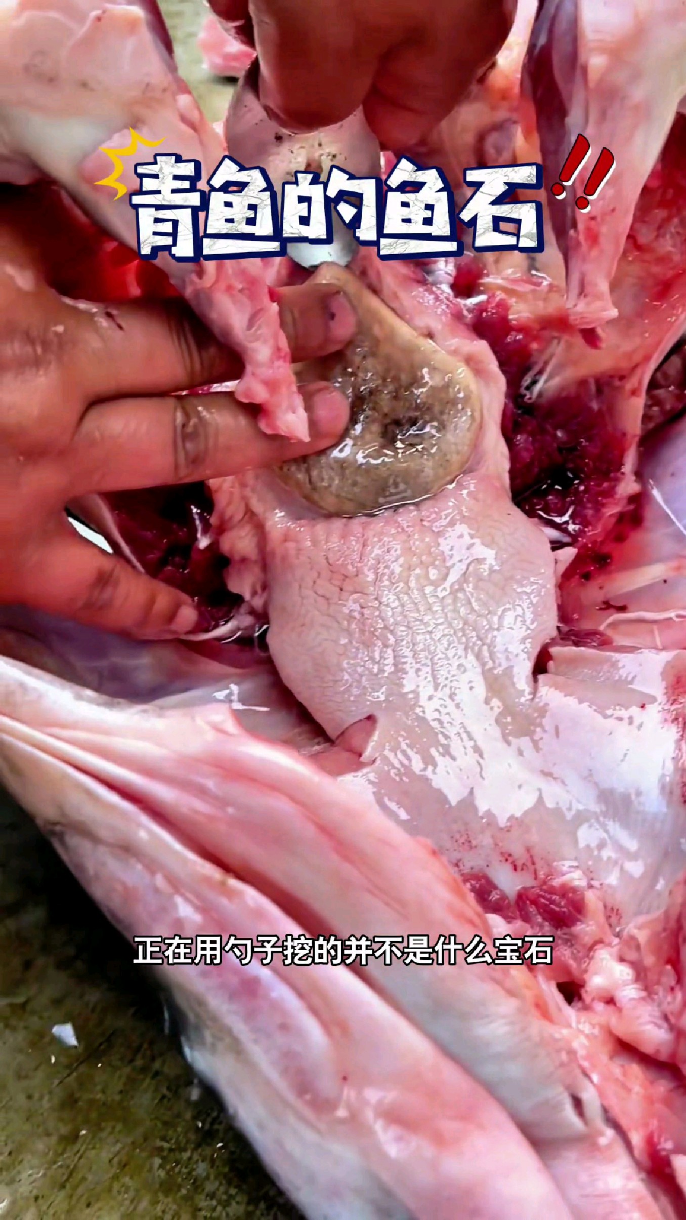 它并不是什么宝石,而是青鱼的牙齿。#我的钓鱼日记
