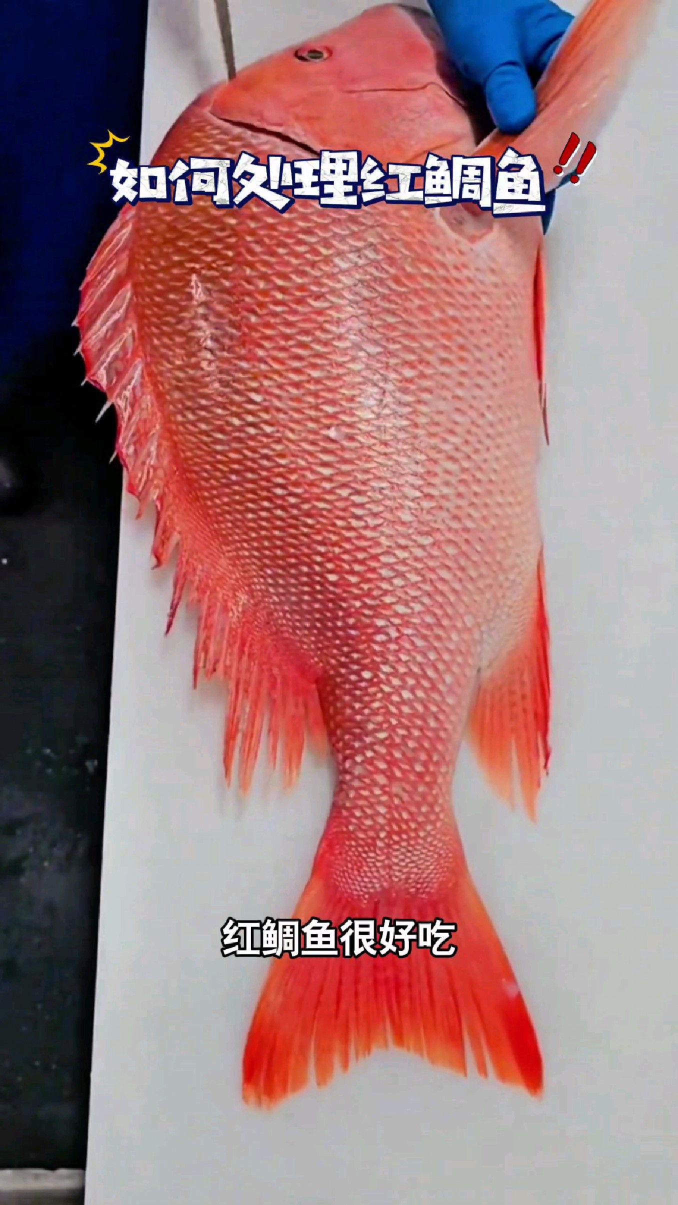 红雕鱼很好吃,但是很多人不会处理#我的钓鱼日记