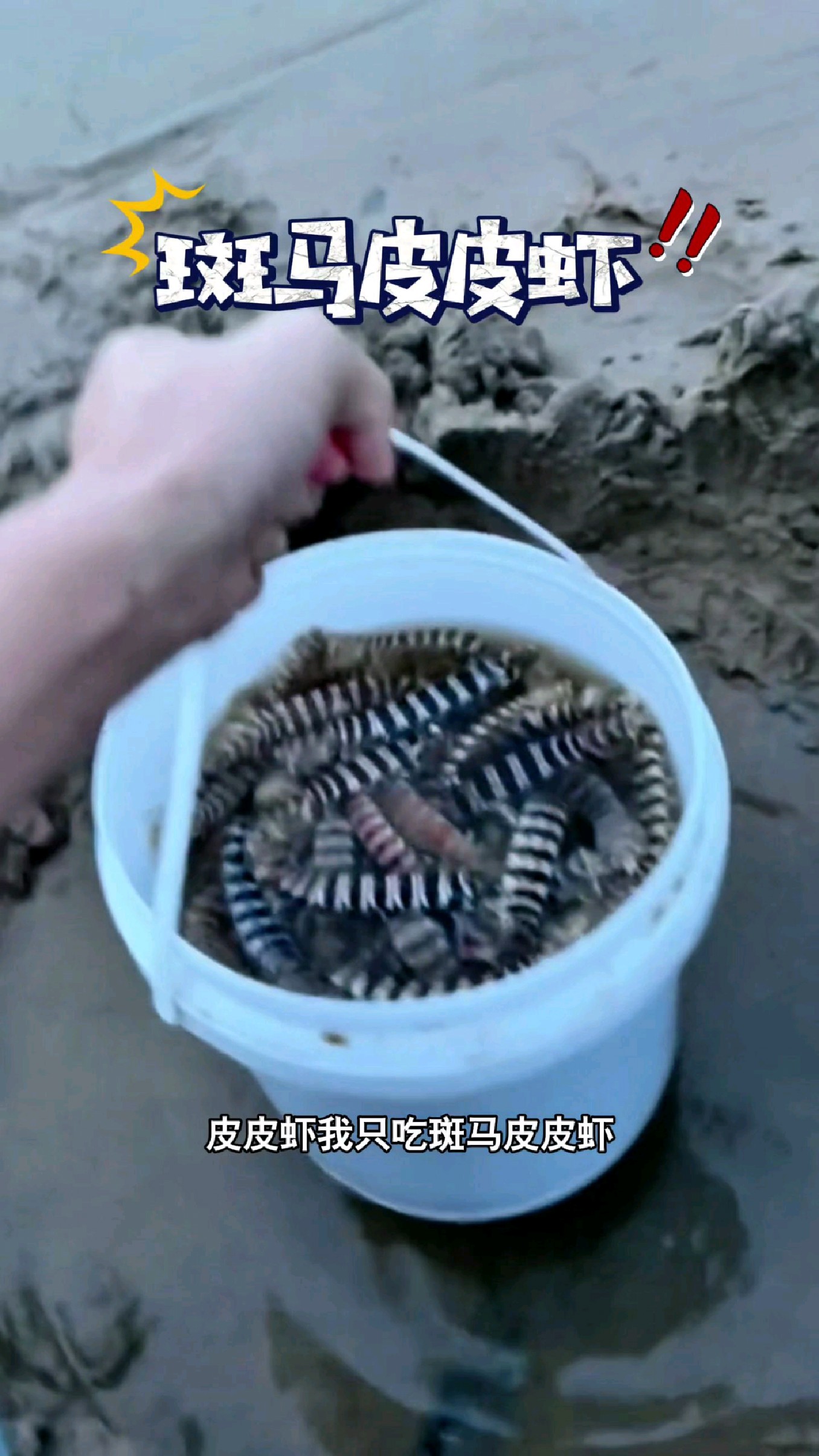 皮皮虾我只吃斑马皮皮虾#我的钓鱼日记 #钓鱼也能这么快乐