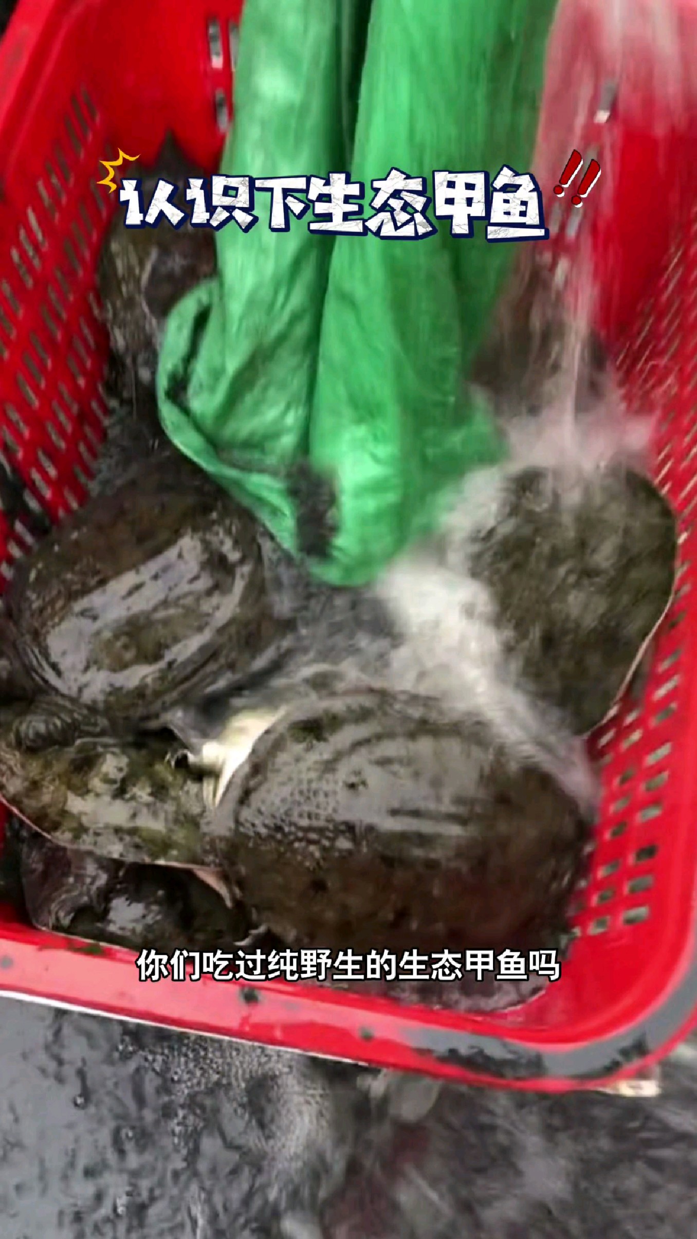 你们吃过纯野生的生态甲鱼吗?#我的钓鱼日记 #钓鱼也能这么快乐