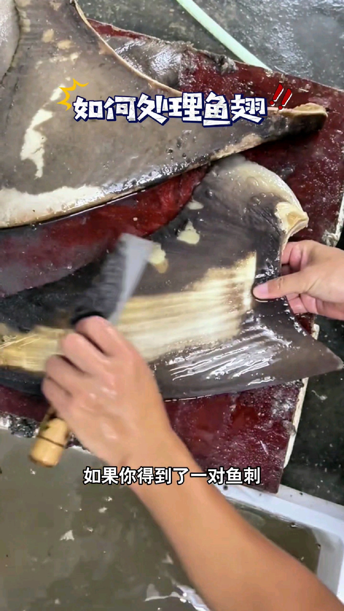 得到了鱼翅,不会处理,真的太浪费了#我的钓鱼日记