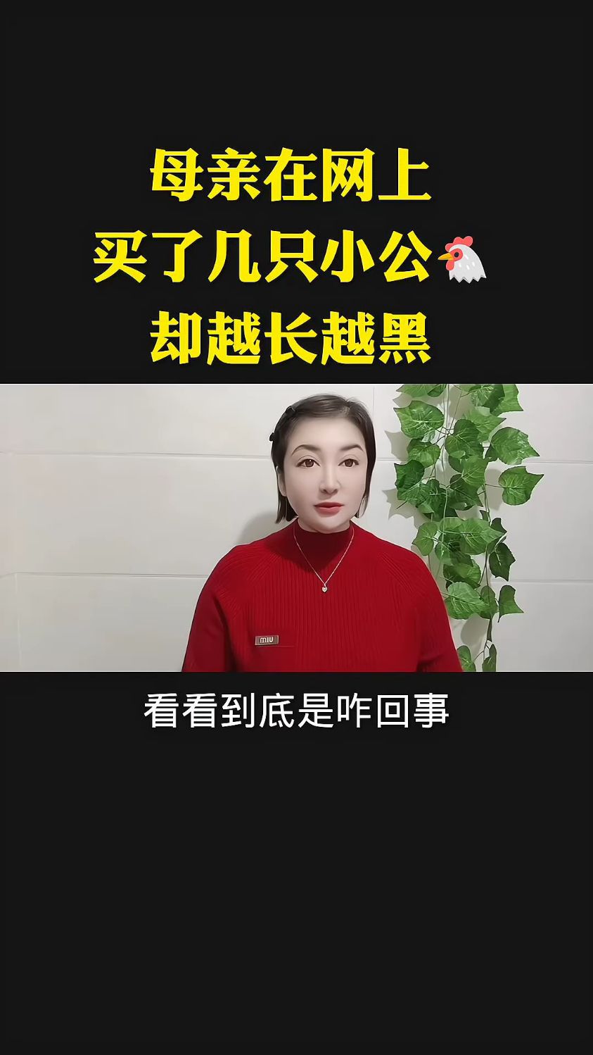 母亲在网上买了几只小公鸡却越长越黑。