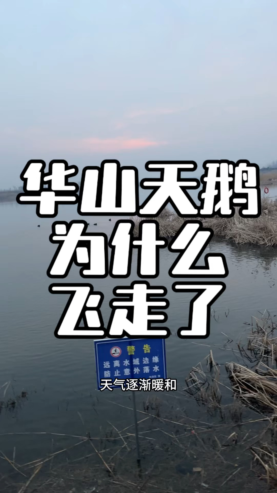 华山天鹅为什么飞走了?