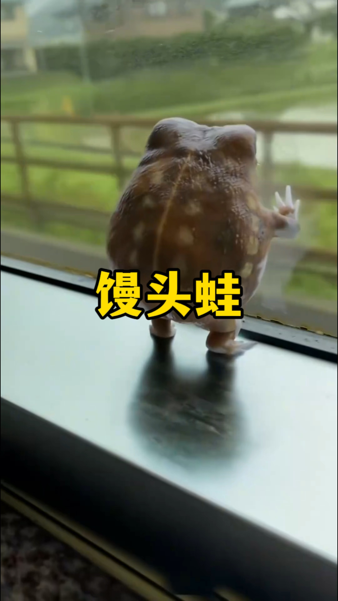 长得像个小馒头的馒头蛙