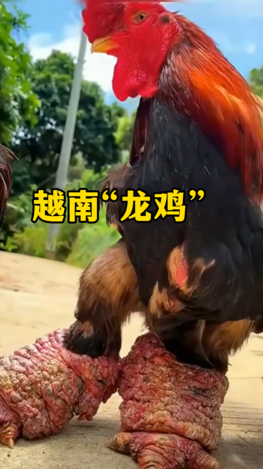 越南东涛鸡,也叫龙鸡。