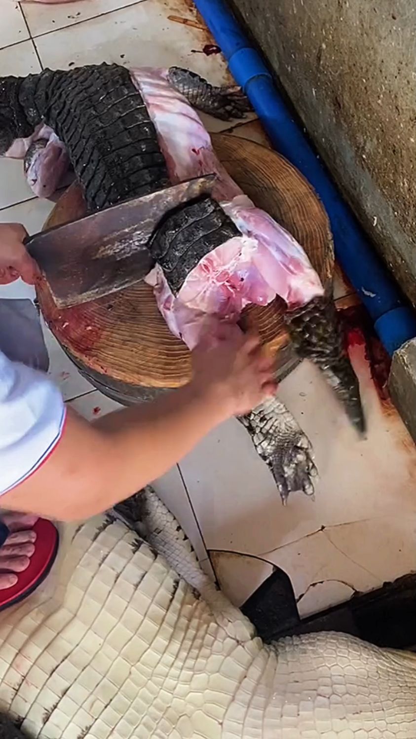 人工养殖鳄鱼肉分割过程。
